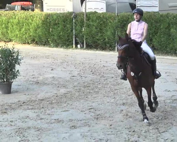 Reitturnier Schwetzingen 2016