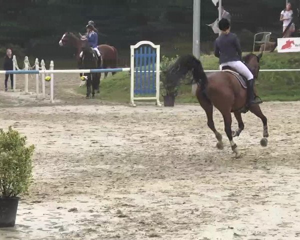 Reitturnier Schwetzingen 2016
