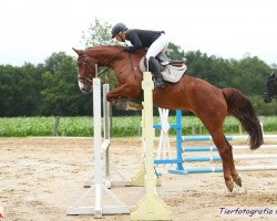 jumper Come On Carsten (Oldenburg show jumper, 2015, from Chancenreich 2)