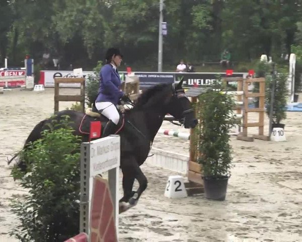 Reitturnier Schwetzingen 2016