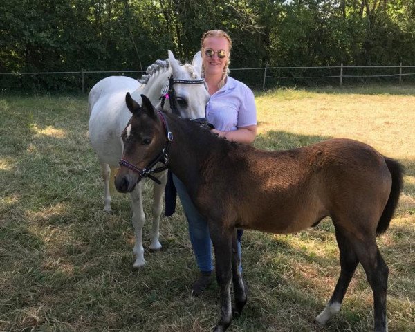 horse Maja (German Riding Pony, 2019, from Oops)