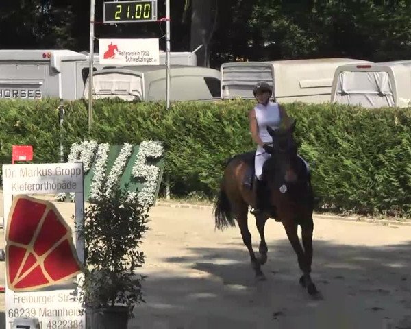 Reitturnier Schwetzingen 2016