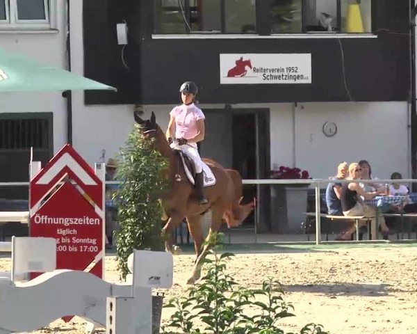 Reitturnier Schwetzingen 2016