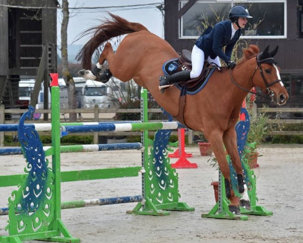 Springpferd Tarquin (Selle Français, 2007, von Lauxley de Breve)