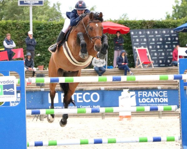 jumper Soliste du Janlie (Selle Français, 2006, from Quaprice Z)