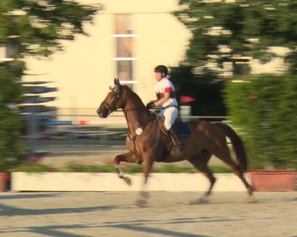 Reitturnier Rot am See-Musdorf 2016