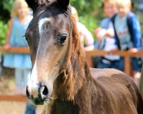 horse Elsa von Hoxfeld (Westphalian, 2019, from Escamillo)