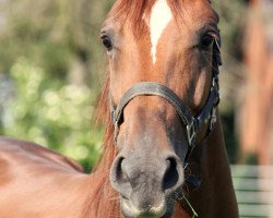 broodmare K.C. Jordan (Hanoverian, 2015, from Kannan)