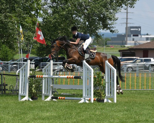 jumper Cringo (Hanoverian, 2008, from Count Grannus)
