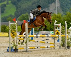 jumper Hands Up (KWPN (Royal Dutch Sporthorse), 2012, from Applaus)