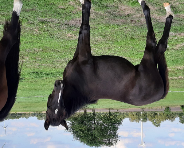 horse Hengst (Hanoverian, 2019, from D'Olympus)