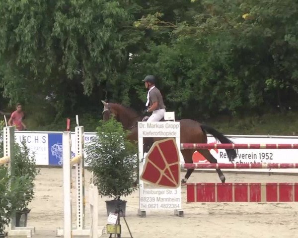 Reitturnier Schwetzingen 2016
