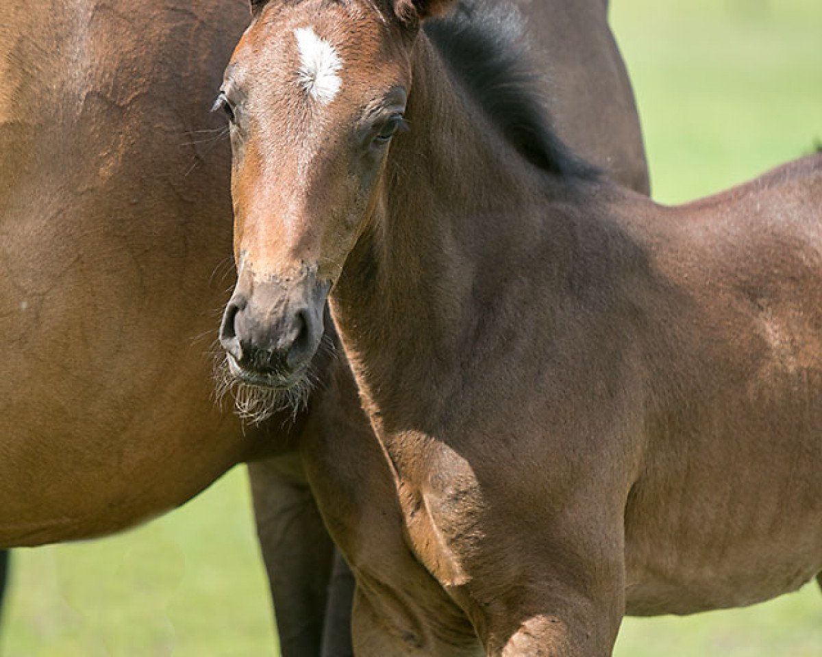 horse Nespresso WS (Westphalian, 2019, from Negro)
