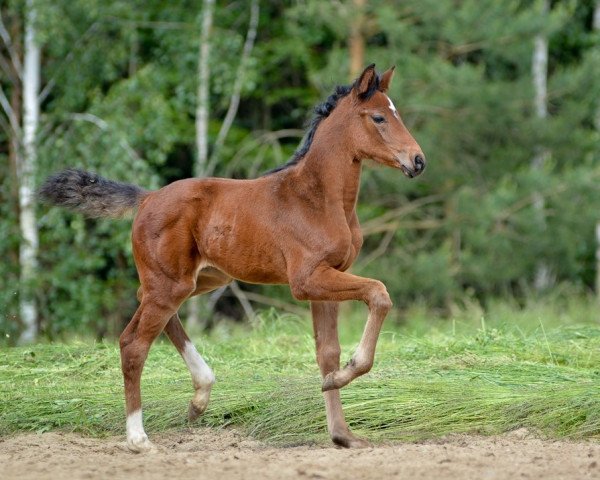 horse Bella Verona (Oldenburg, 2019, from Bel Amour 3)
