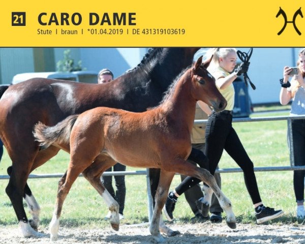 horse Caro Dame (Hanoverian, 2019, from Carridam)