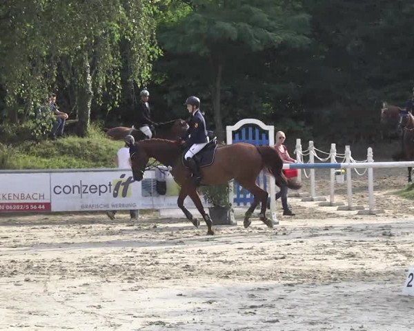 Reitturnier Schwetzingen 2016