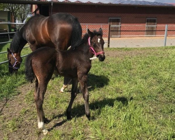 broodmare Belle du Silence (Hanoverian, 2019, from Blue Hors Baron)
