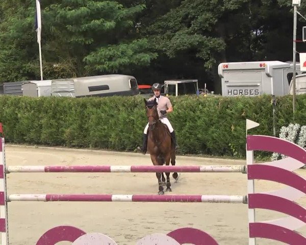 Reitturnier Schwetzingen 2016