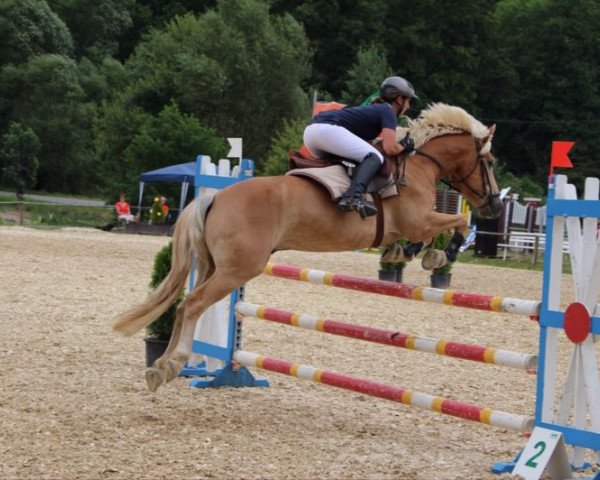 Springpferd Santino (Haflinger, 2009, von liz. 350/T Stainz)
