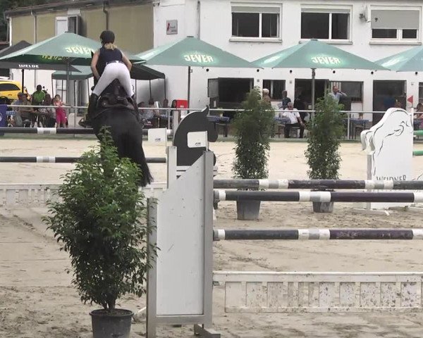 Reitturnier Schwetzingen 2016
