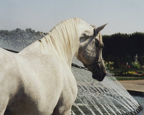 stallion Fay Sabunx ox (Arabian purebred, 1993, from Salaa El Dine EAO)