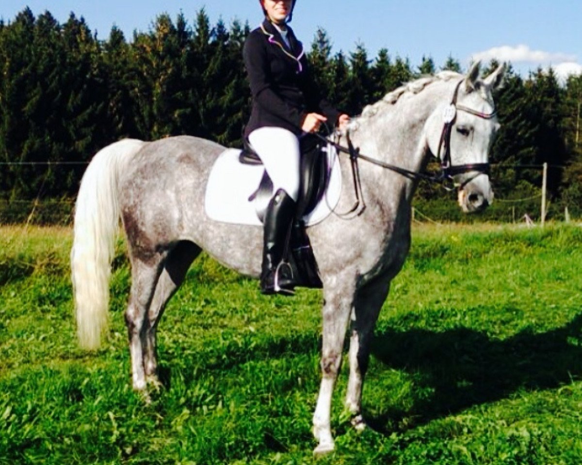 Dressurpferd Fay Taima T 2007 ox (Vollblutaraber, 2007, von Fay Sabunx ox)