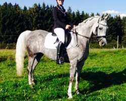 Dressurpferd Fay Taima T 2007 ox (Vollblutaraber, 2007, von Fay Sabunx ox)
