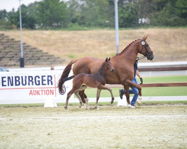 horse Campari GH (Oldenburg show jumper, 2019, from Conthargos)