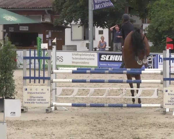 Reitturnier Schwetzingen 2016