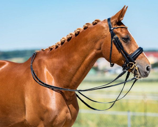 Dressurpferd Romero 115 (Deutsches Sportpferd, 2010, von Relius)