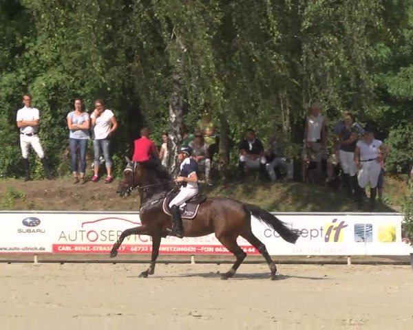 Reitturnier Schwetzingen 2016