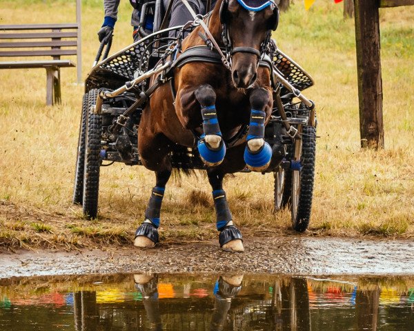 broodmare Black Pearl 97 (Welsh-Cob (Sek. C), 2012, from Ashgrove Blackjack) broodmare Black Pearl 97 (Welsh-Cob (Sek. C), 2012, from Ashgrove Blackjack)