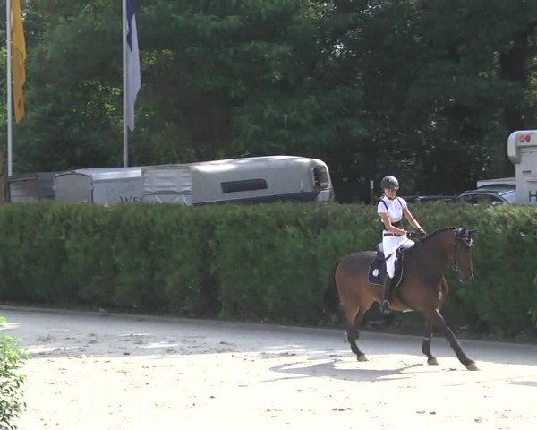 Reitturnier Schwetzingen 2016