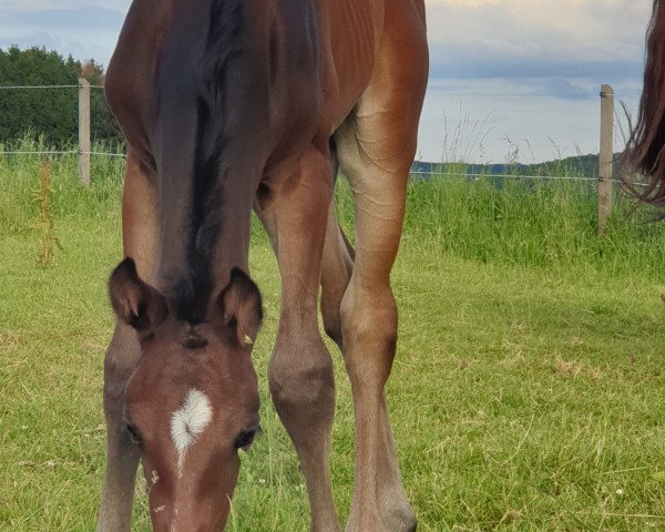 horse Hengst von D'Egalité (Westphalian, 2019, from D'Egalite)