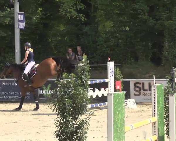 Reitturnier Schwetzingen 2016