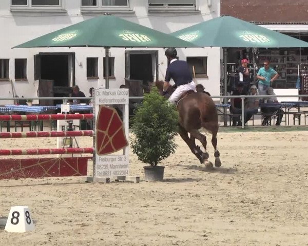 Reitturnier Schwetzingen 2016