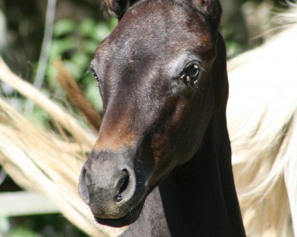 horse Falydi (Westphalian, 2017, from Feinrich)