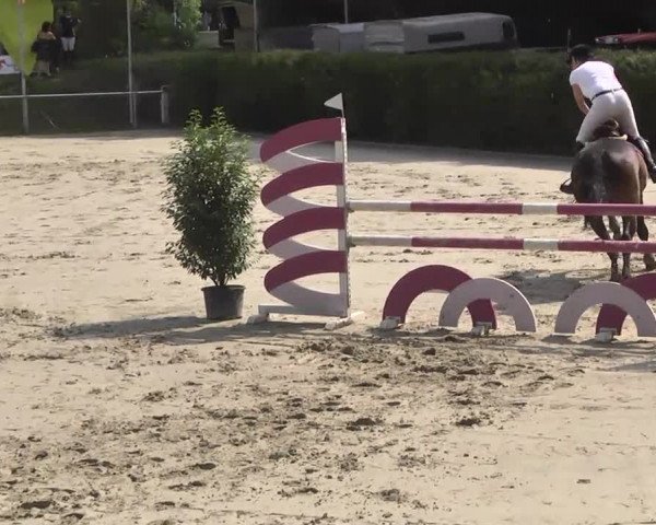 Reitturnier Schwetzingen 2016