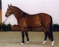 Deckhengst Néco (Freiberger, 1997, von Nepal II CH)