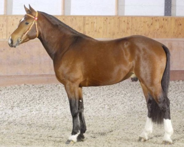 stallion Nabucco (Freiberger, 2005, from Nestor III CH)