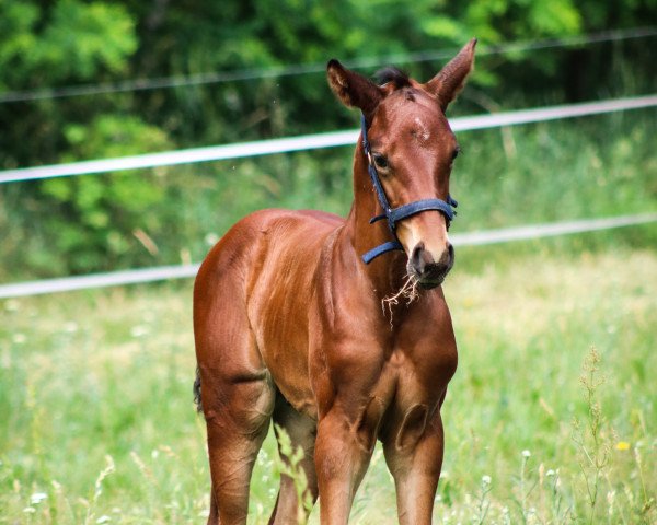Pferd Fisbo (Deutsches Sportpferd, 2019, von Follow Me OLD)