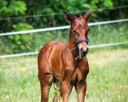 horse Fisbo (German Sport Horse, 2019, from Follow Me OLD)