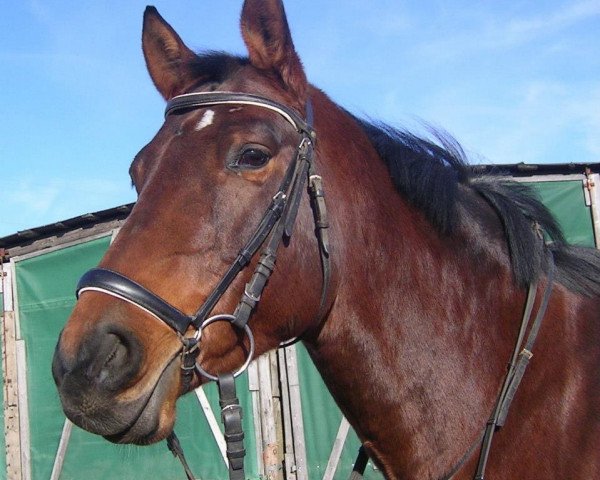 Springpferd Aluna la primera (Trakehner, 2000, von Saint Tropez)