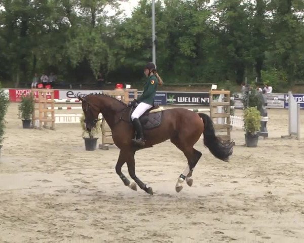 Reitturnier Schwetzingen 2016