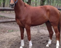 dressage horse Donna Federica (Hanoverian, 2015, from Don Frederico)