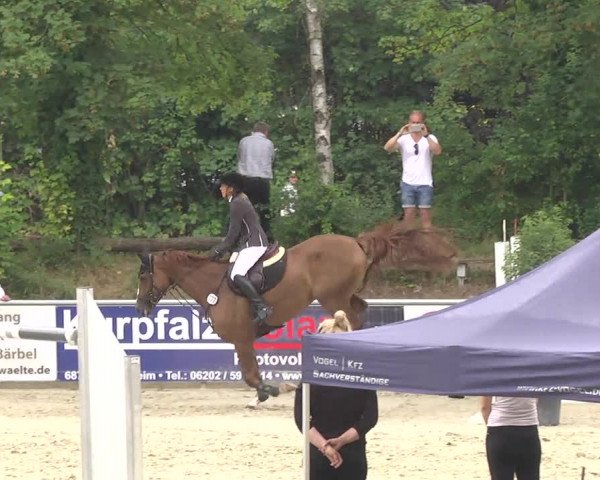 Reitturnier Schwetzingen 2016
