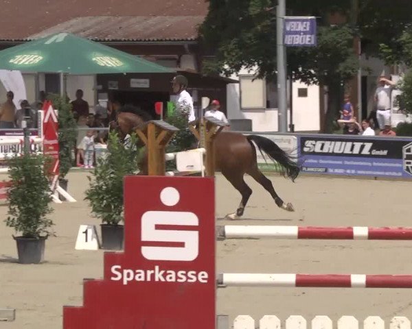Reitturnier Schwetzingen 2016