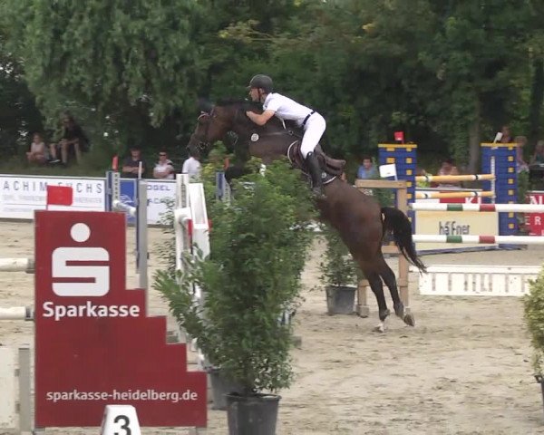 Reitturnier Schwetzingen 2016
