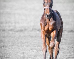 Pferd Diaquinó (Westfale, 2019, von Diacontinus)