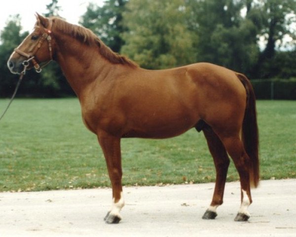 stallion Legato (Freiberger, 1994, from Locarno)